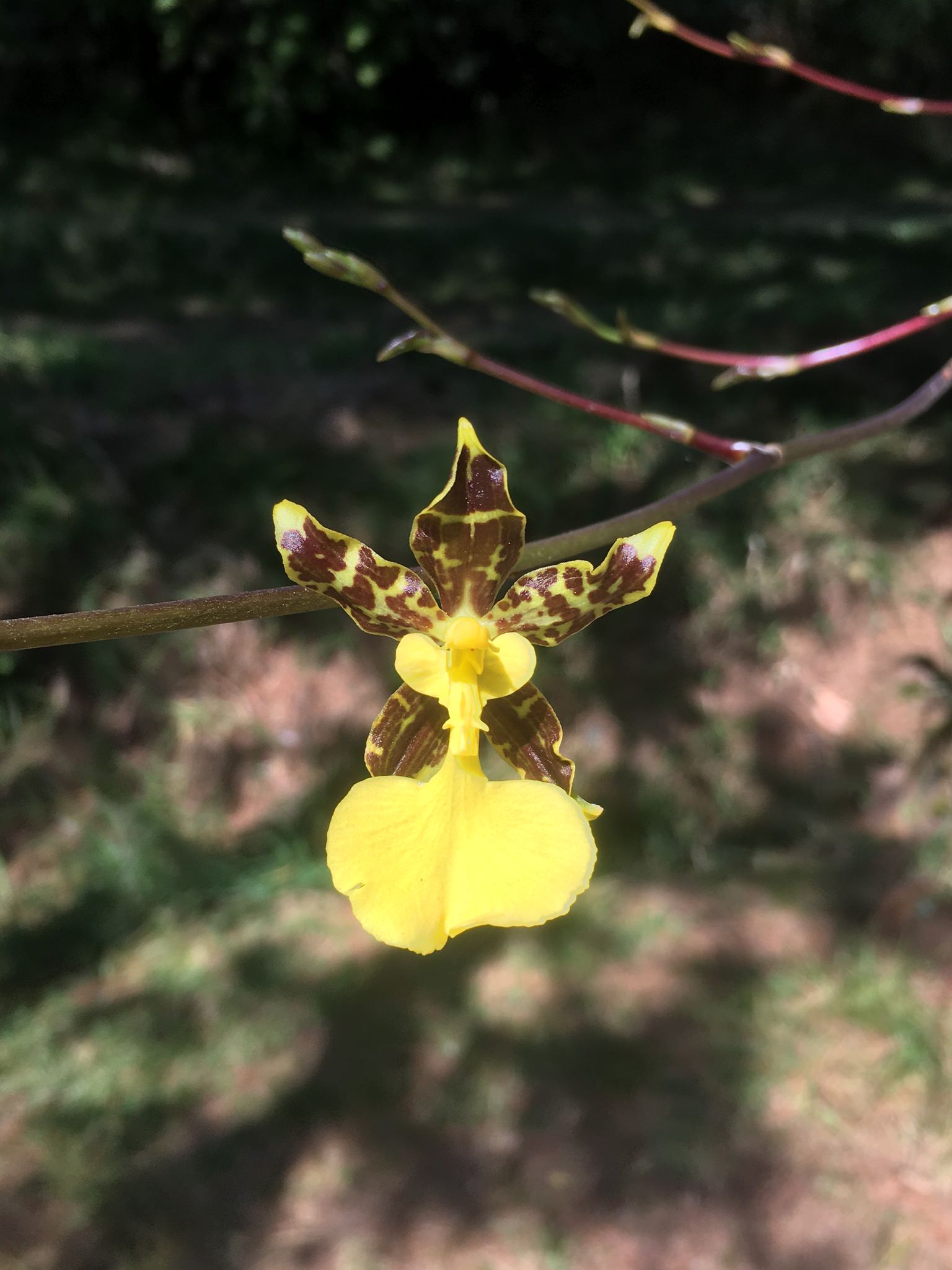Oncidium tigrinum var. anguiculatum